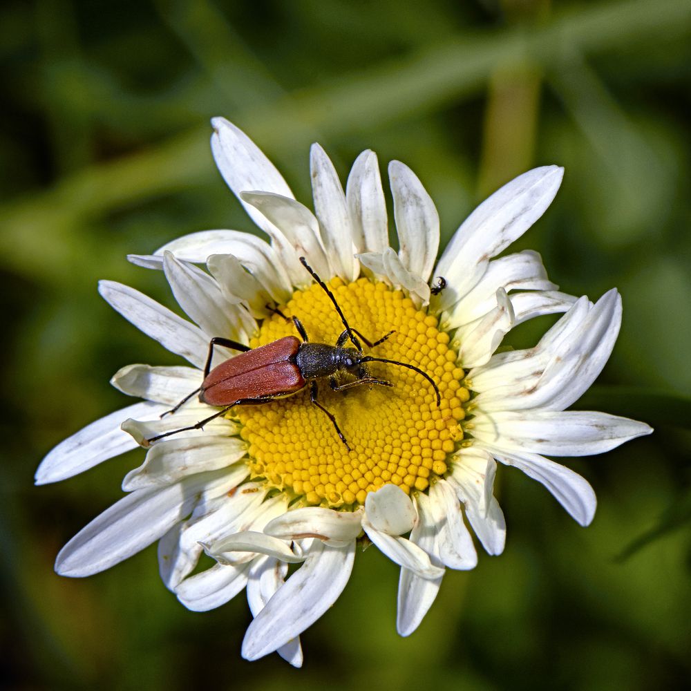 Photograph by Валерий