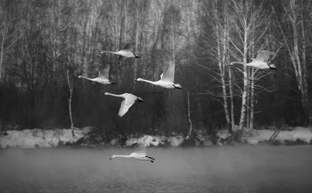 Photograph by Дмитрий Петухов