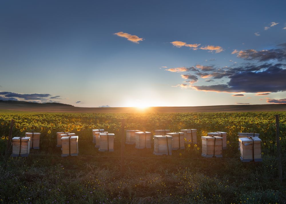 Photograph by Helen Vasilieva