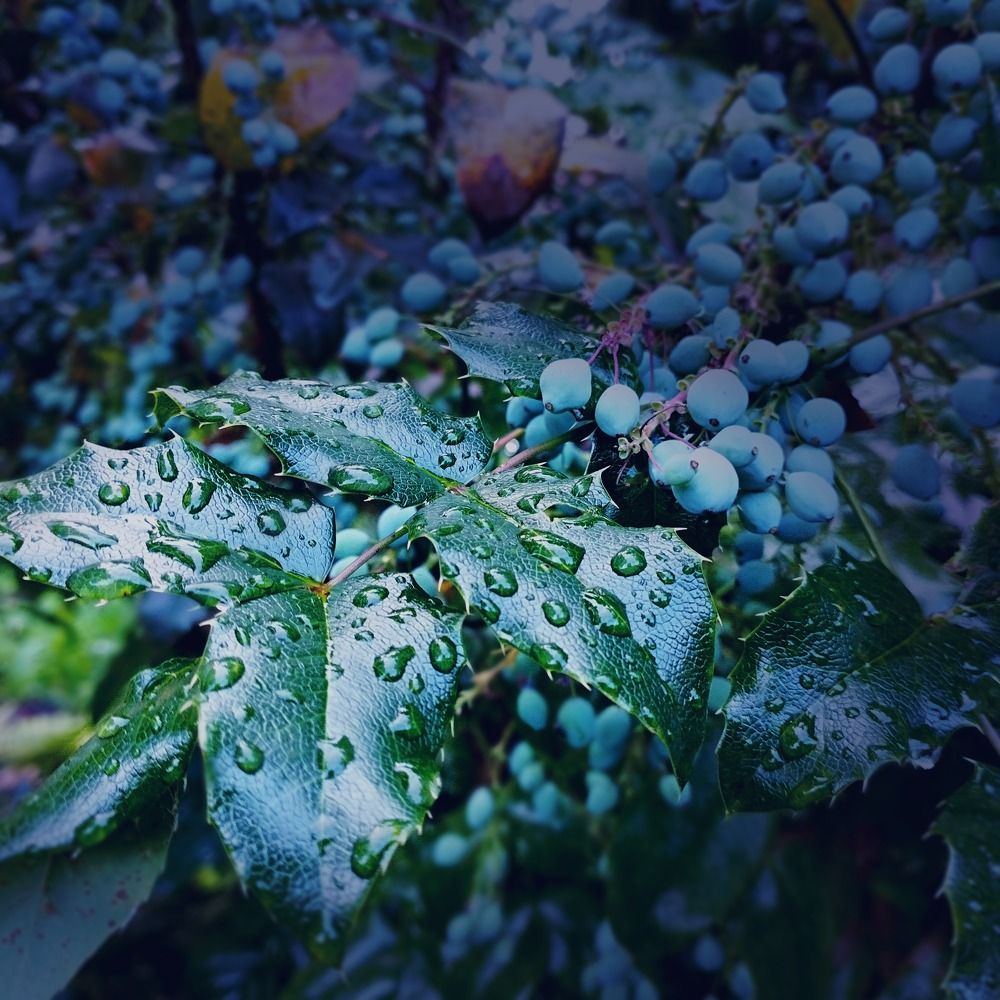 Photograph by Irina Dali