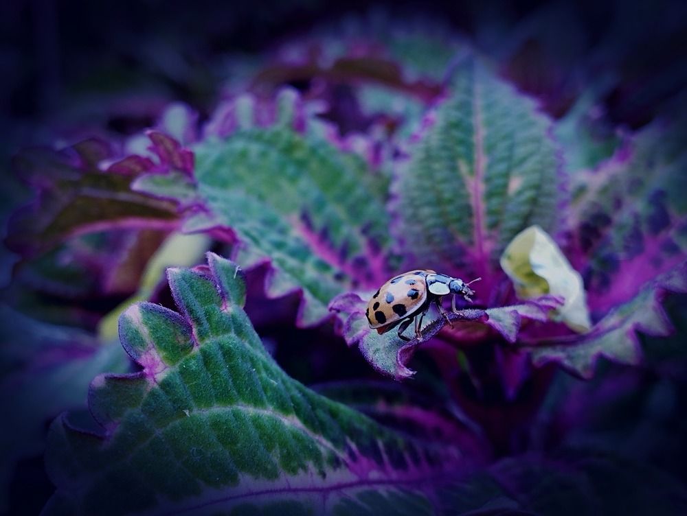 Photograph by Irina Dali