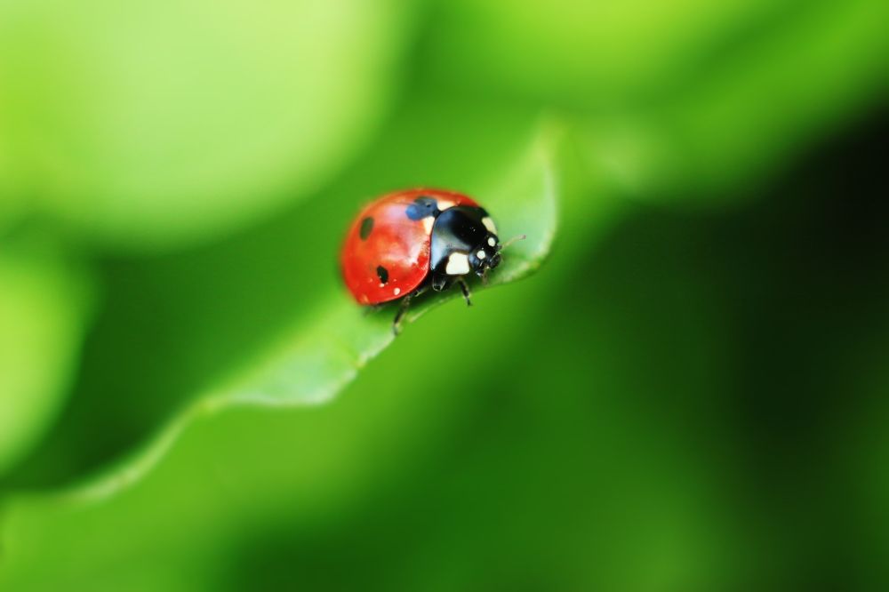 Photograph by Алиса Крумина