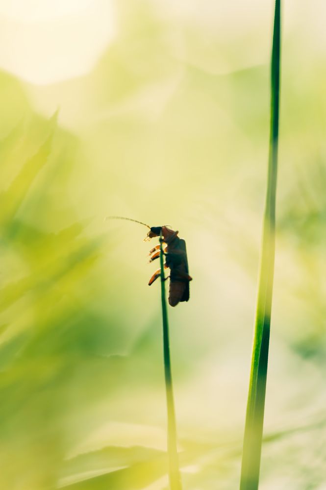 Photograph by Григорий Пиль