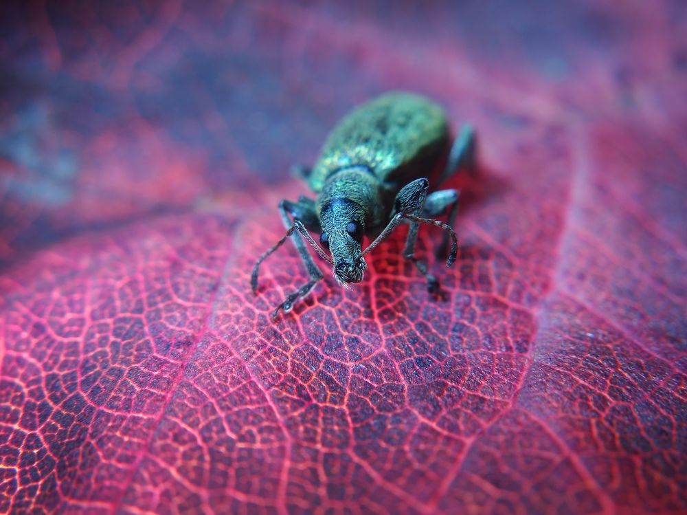 Weevil