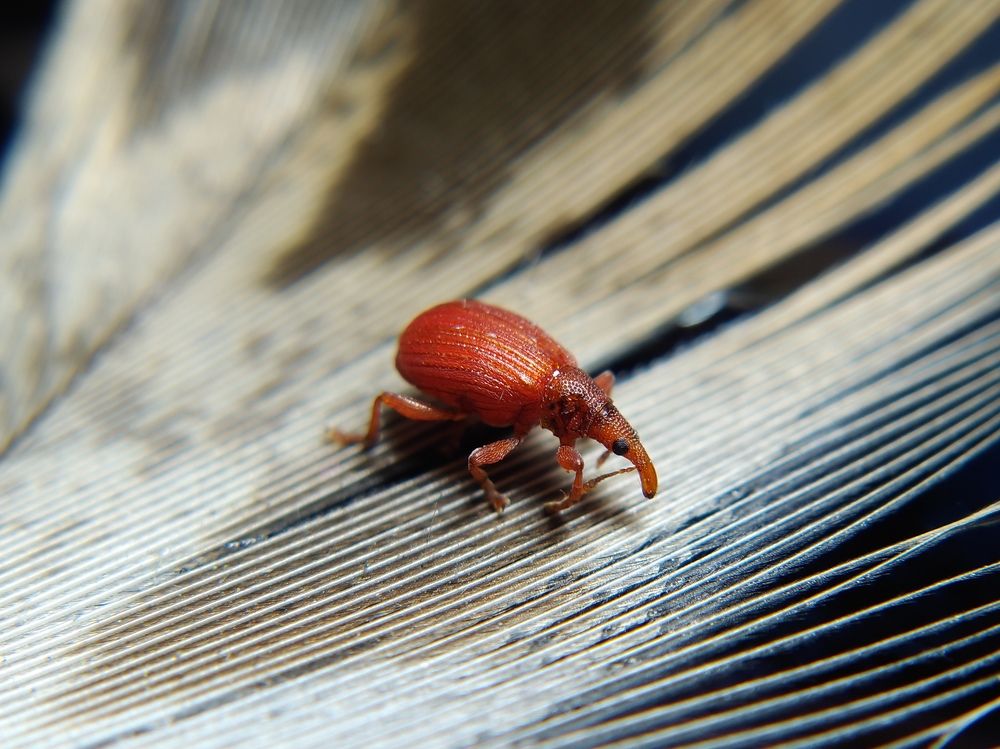 Red Weevil