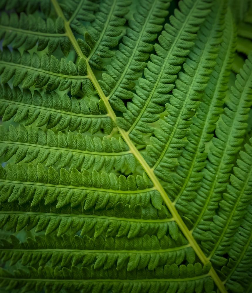 Photograph by Алексей Копылов