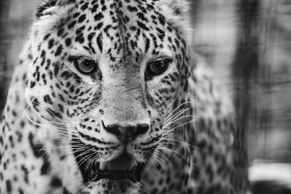 Photograph by Евгений Житников