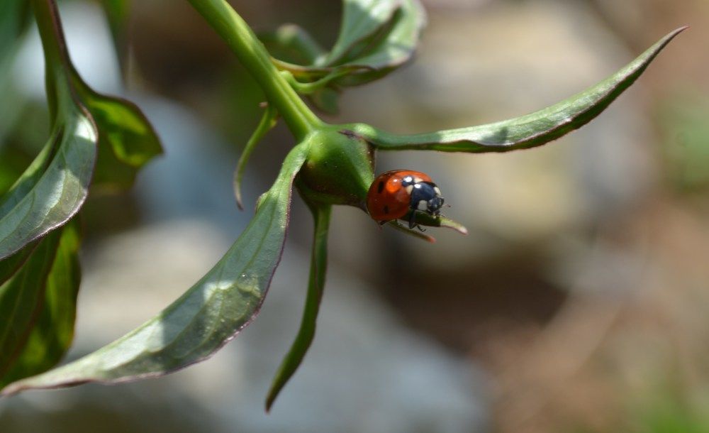 Божья коровка
