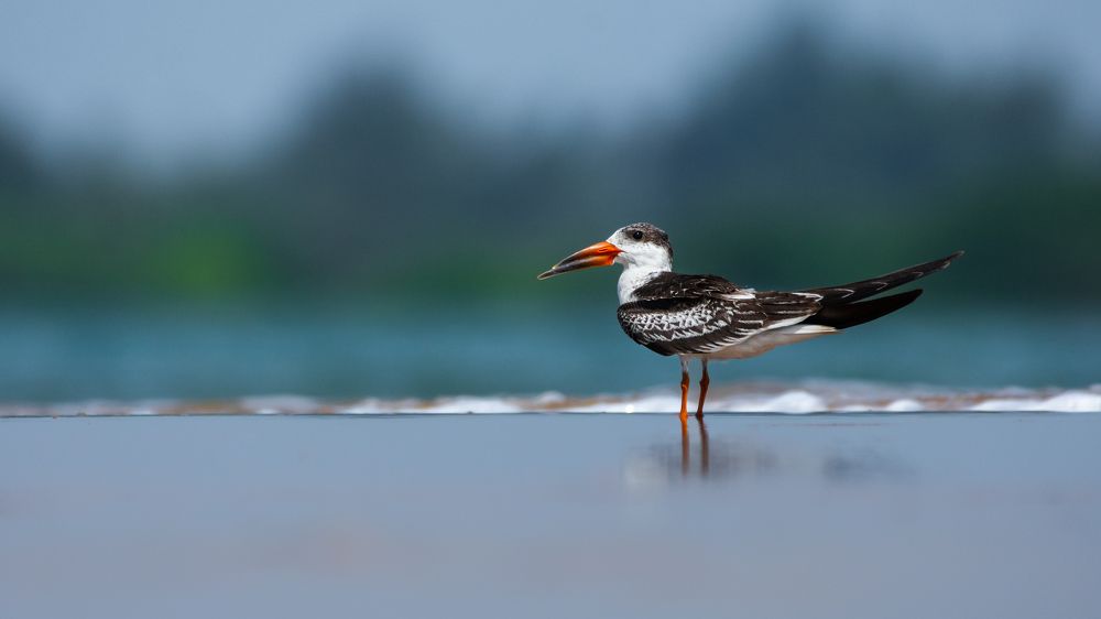 Photograph by Manoj Kumar