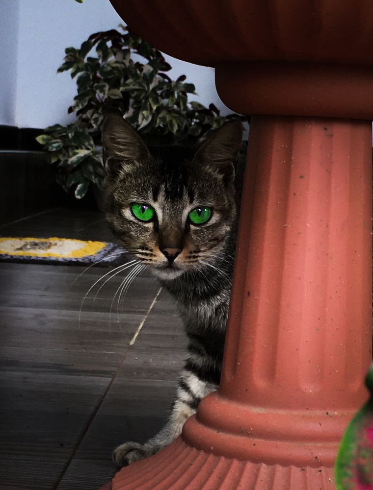 Wild Cat