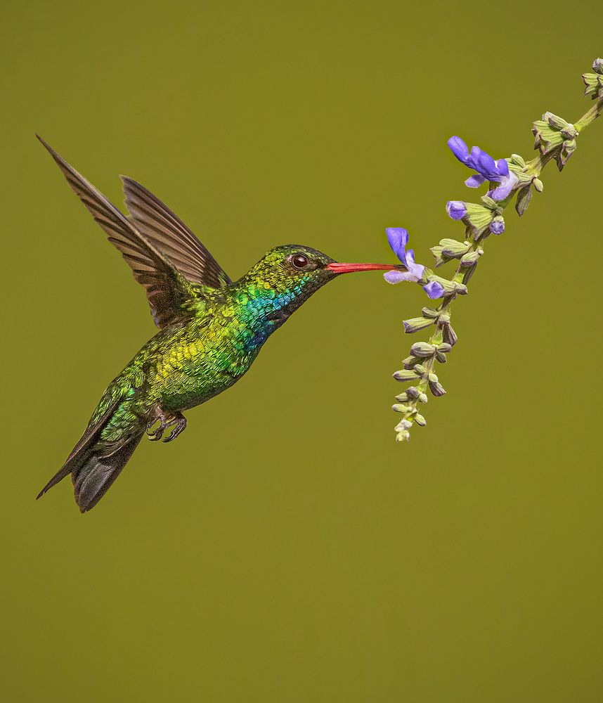 Shine On You Crazy Diamond