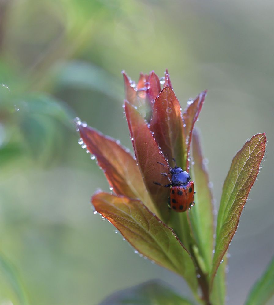 Photograph by Евгения Левина