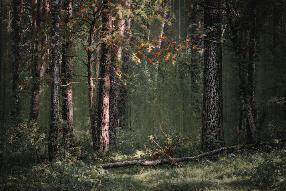 Photograph by Ivan Sazykin