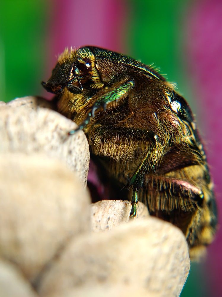 May Bug