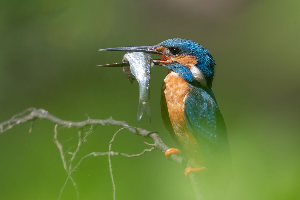 Photograph by Александр Щербаков