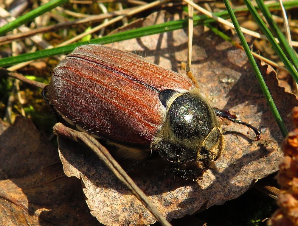 Майский жук