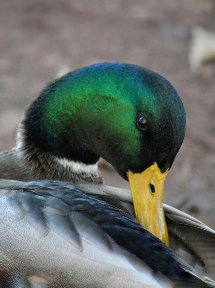 Фотография автора Тамара Караваева
