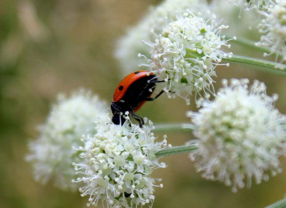 Photograph by Olga Bagaeva