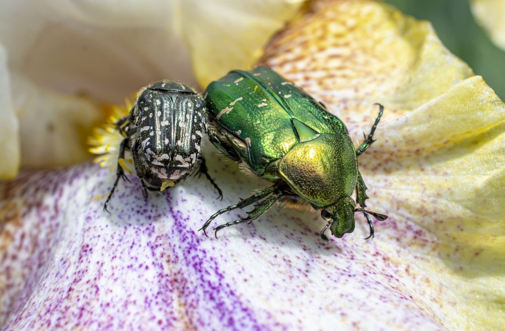 Photograph by Сергей Савчук