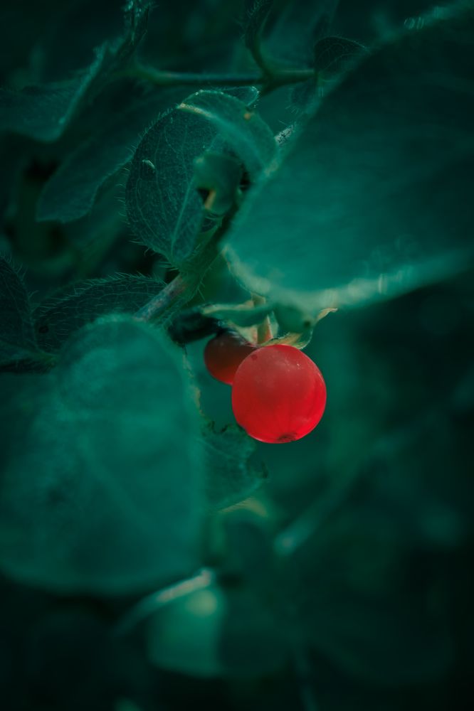 Фотография автора Кристина Шефер