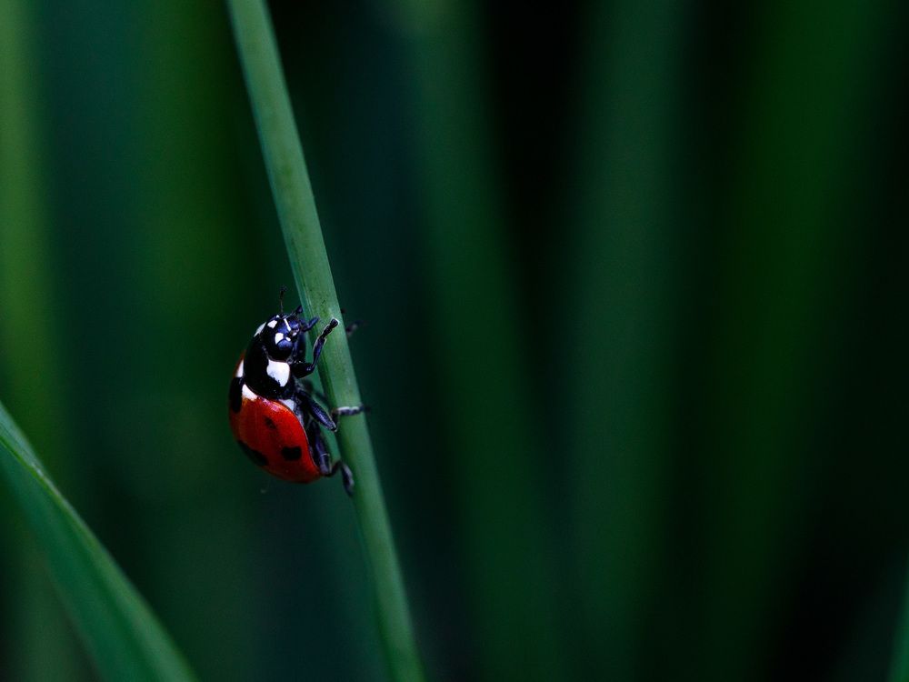 Photograph by Людмила Аксенова