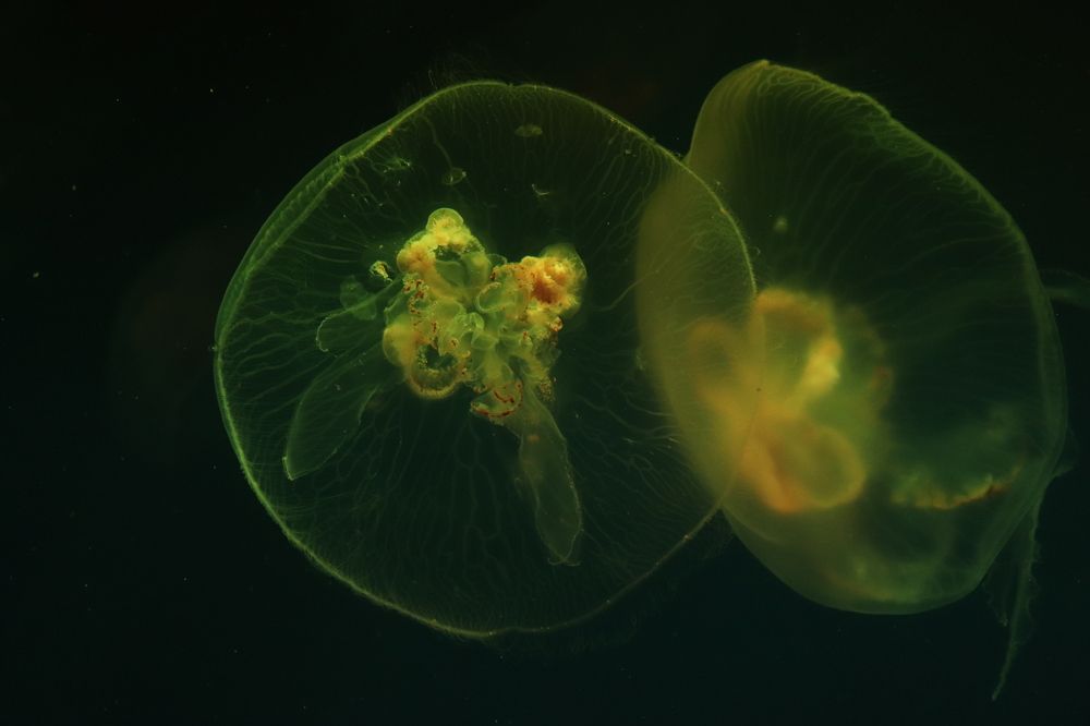 Photograph by Алексейчик Дмитрий