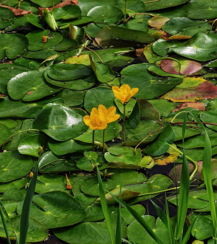 Photograph by Олика