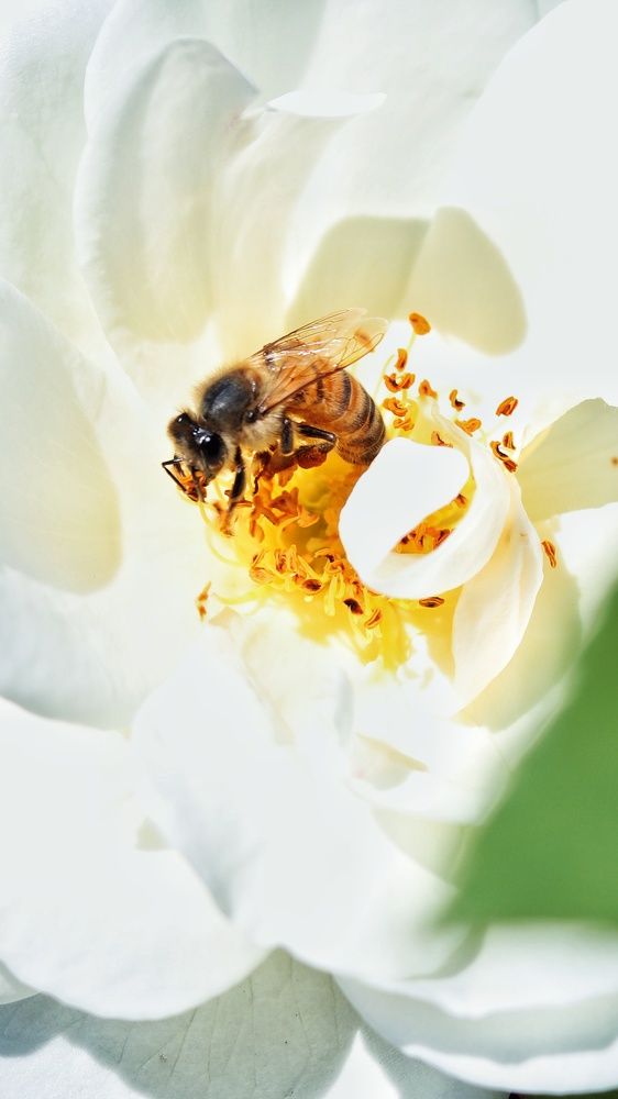 Photograph by Mostafa Mortazavi