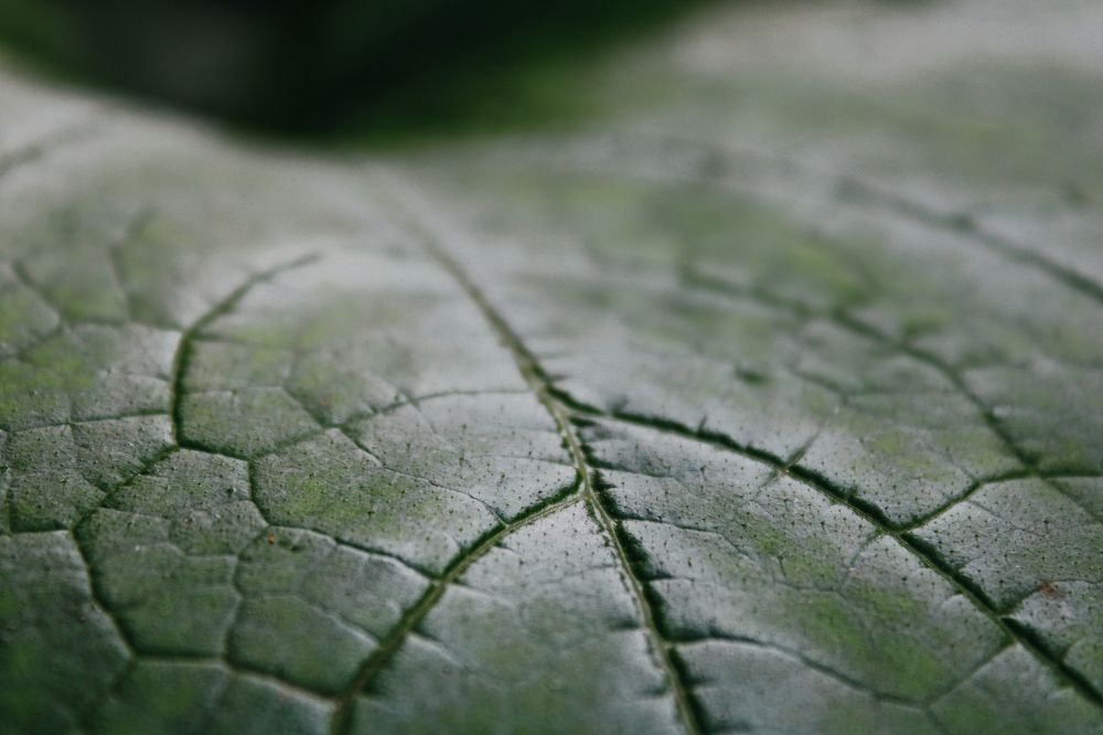 Photograph by Кристина Полякова