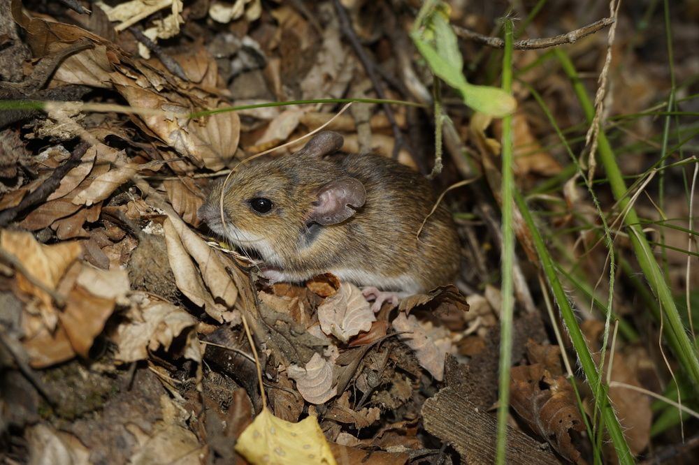 Photograph by Ави Христова