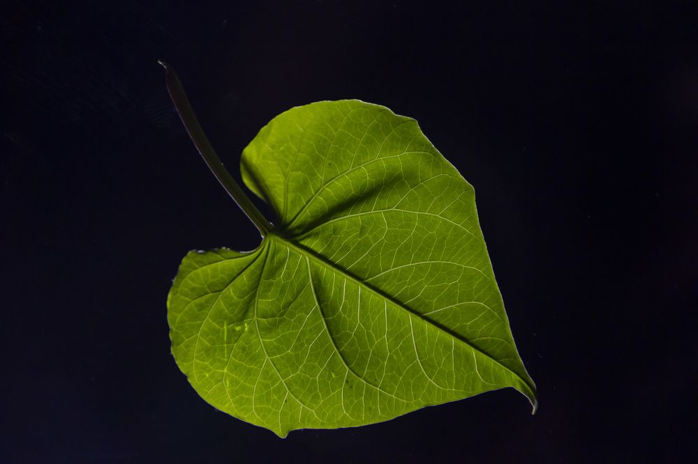 Photograph by Anna Gapanovich