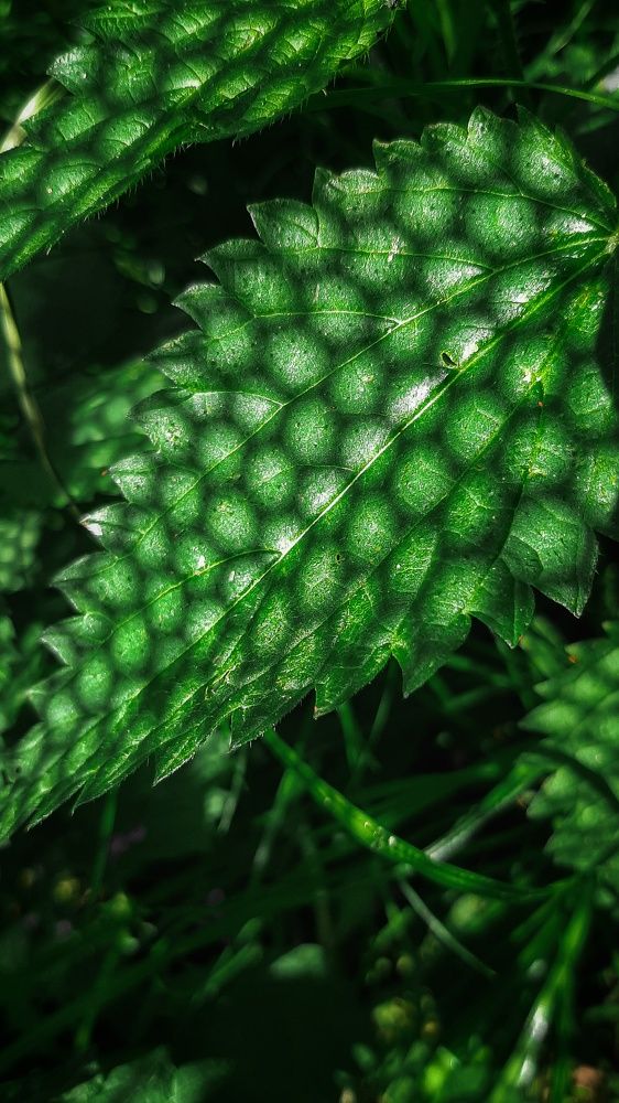 Photograph by Оксана Корепанова