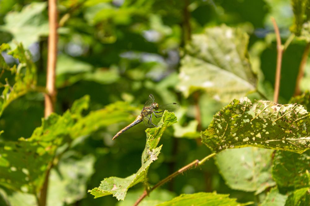 Photograph by Алексей Тихонов