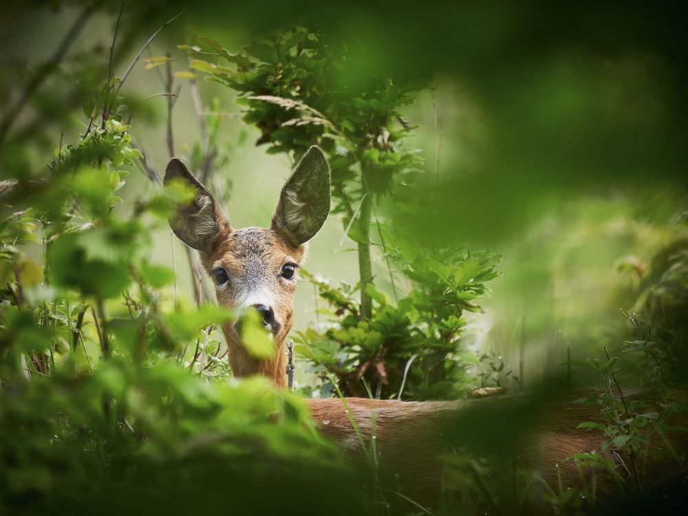 Photograph by Peter Hrubovsky