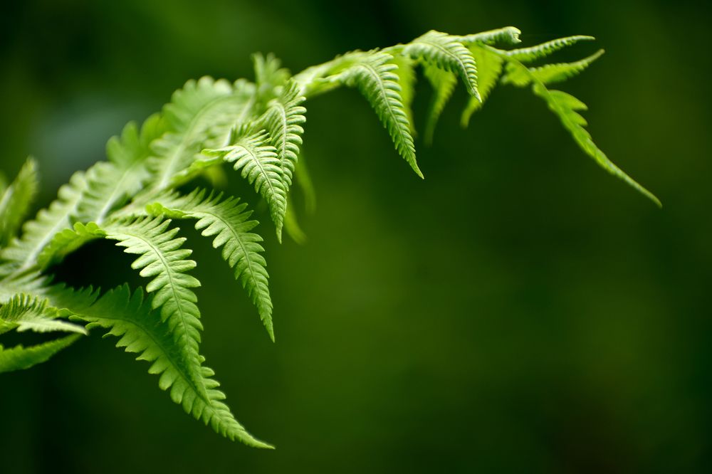 Photograph by Светлана Крат