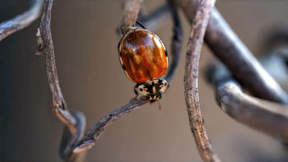 Photograph by Marcelo Luzzi