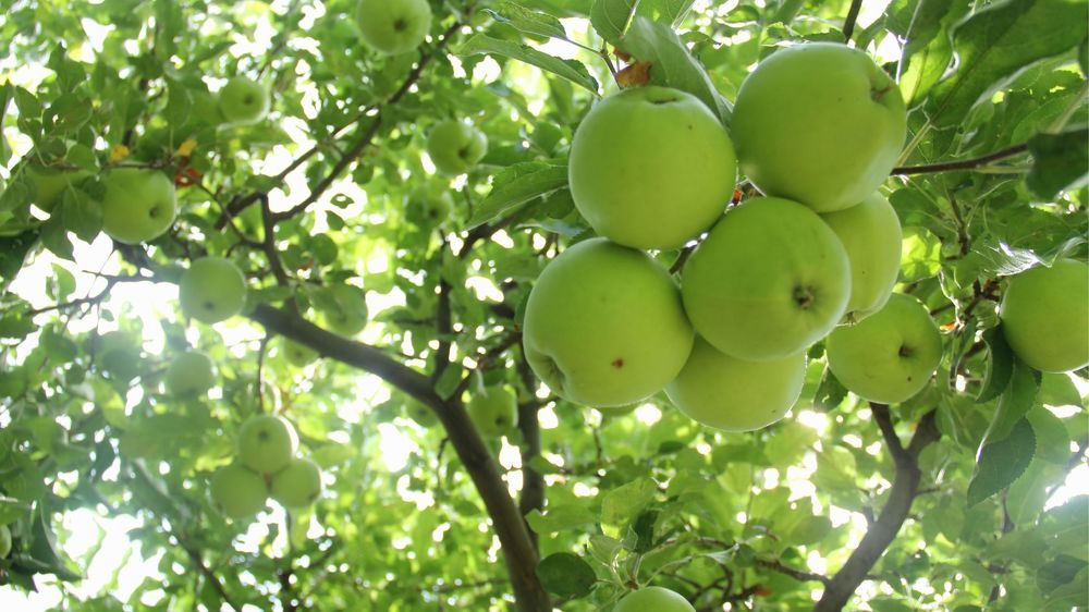 Photograph by Lianna