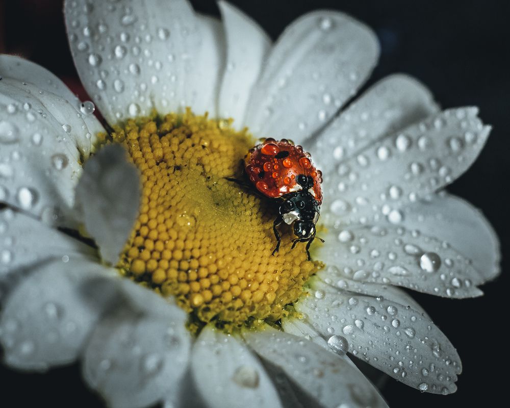 Photograph by Динара Зуйкова