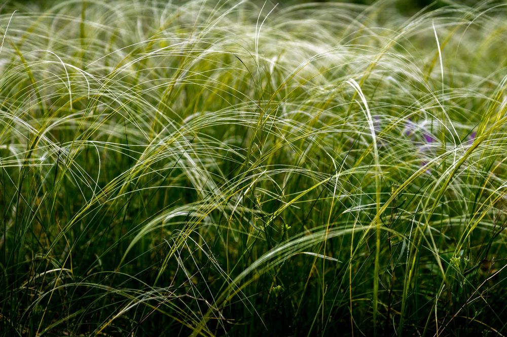 Зелёные волны