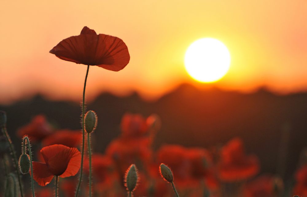 Красные маки!