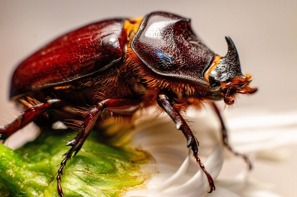 Фотосессия для жука