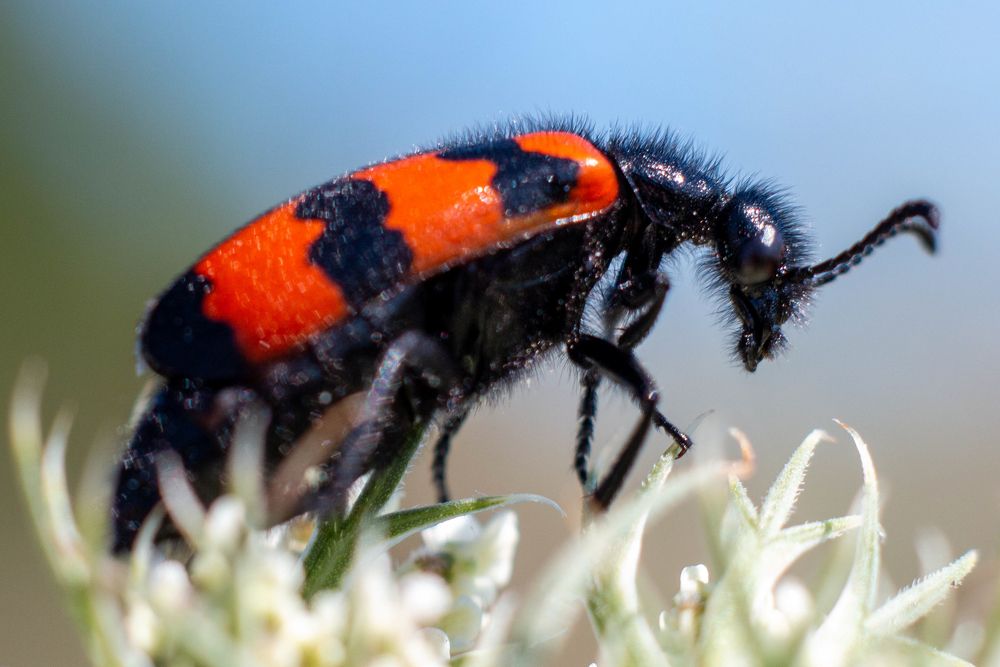 Photograph by Светлана Катанцева