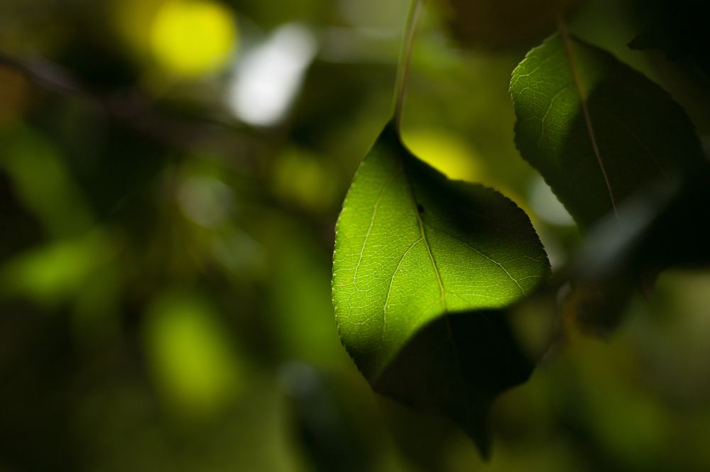 Photograph by Сергей Коновалов