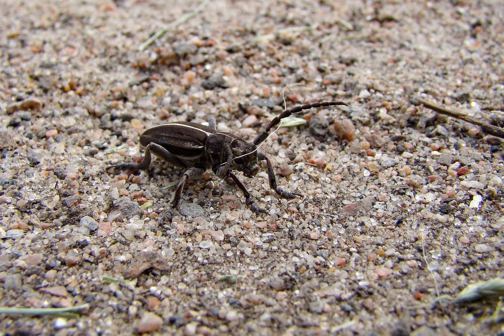 Шелковистый корнеед