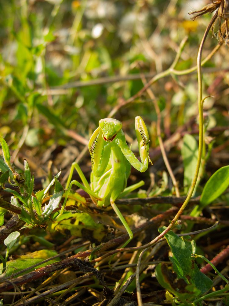 Photograph by Станислав Кунецкий