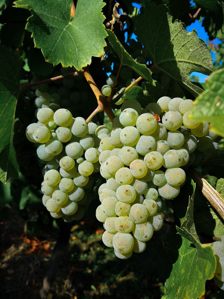 Photograph by Katsiaryna Sazonava