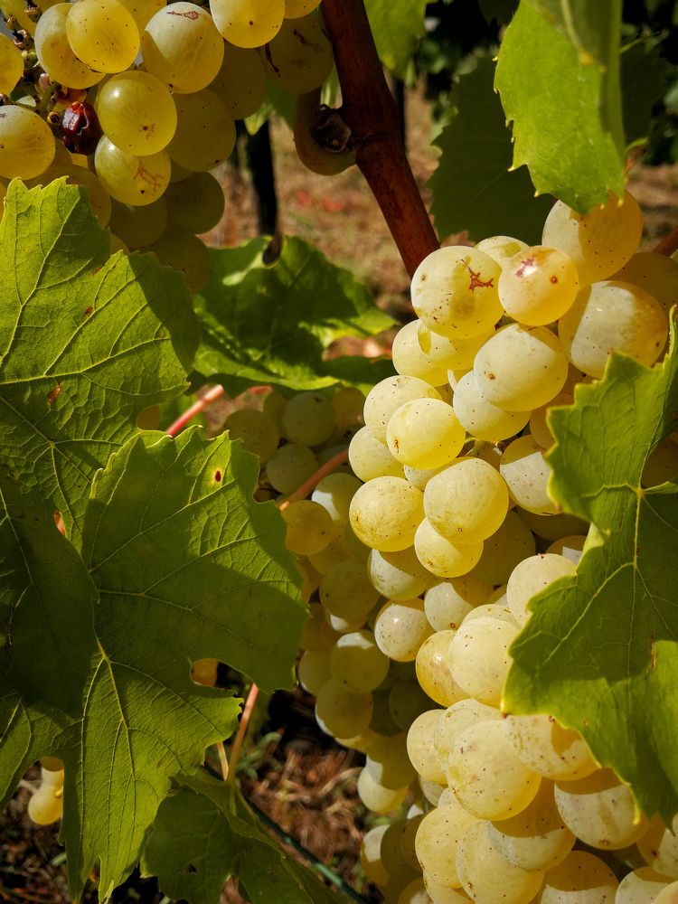 Photograph by Katsiaryna Sazonava