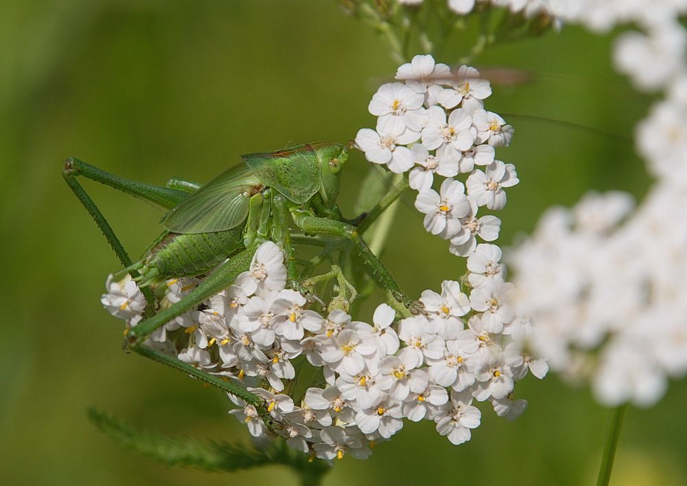 Photograph by Василий Быстрицкий