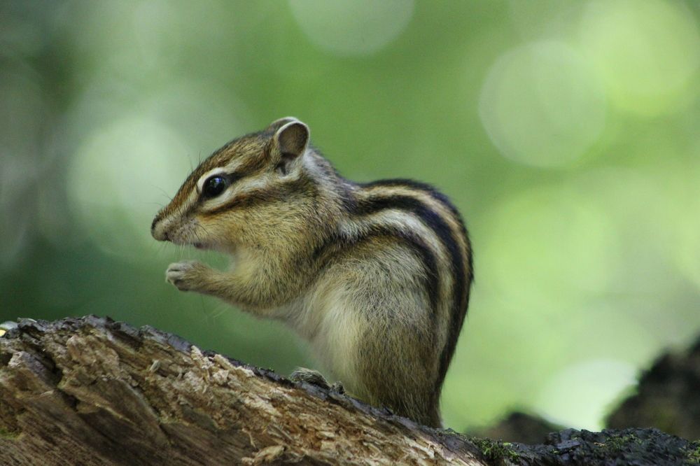 Фотография автора Адия Кочубей