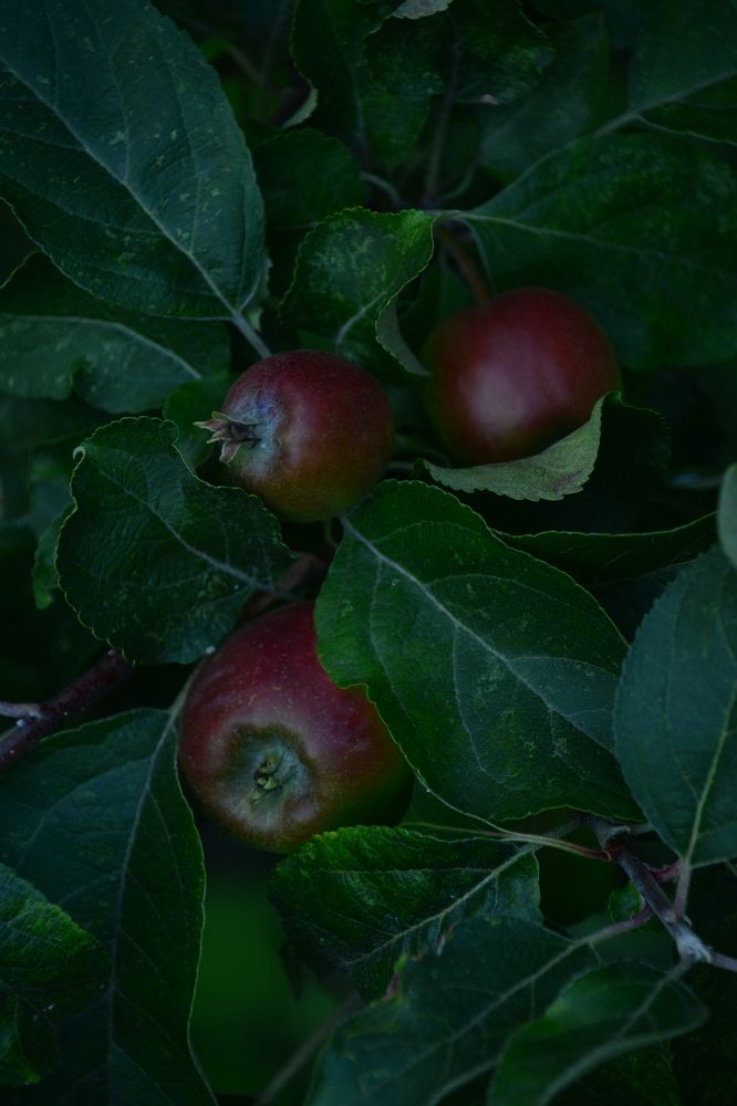 Photograph by Анна Бутко